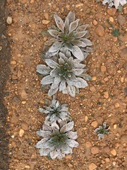 Echium plantagineum