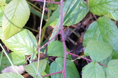 Rubus idaeus