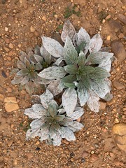 Echium plantagineum