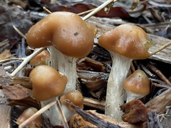 Psilocybe cyanescens