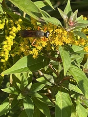 Sphex ichneumoneus