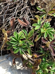 Potentilla alchimilloides