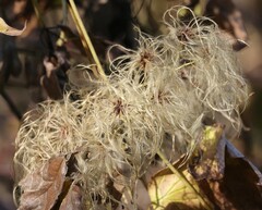 Clematis virginiana