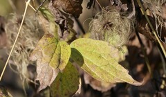 Clematis virginiana