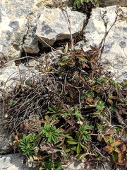 Potentilla alchimilloides