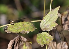 Clematis virginiana