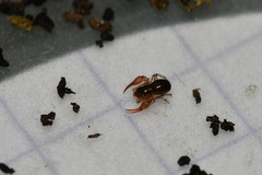 Neobisium