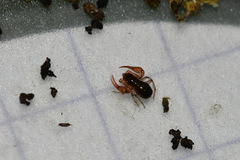 Neobisium