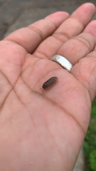 Armadillidium