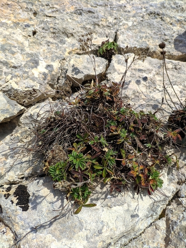 Image of Potentilla alchimilloides by (c) Denys Vynokurov, some rights reserved (CC BY)