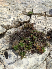 Potentilla alchimilloides
