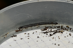 Tachypodoiulus niger