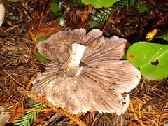 Agaricus hondensis