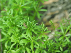 Pempsamacra dispersa