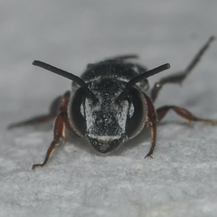 Coelioxys modestus