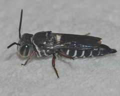 Coelioxys modestus