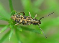 Pempsamacra dispersa