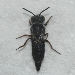 Coelioxys modestus