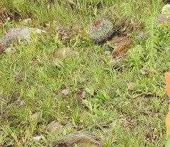 Echinofossulocactus arrigens