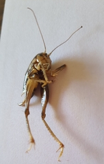 Apotetamenus clipeatus