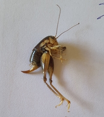 Apotetamenus clipeatus