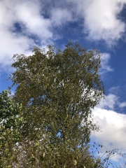 Betula pendula
