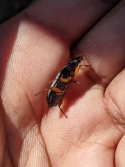 Pseudoophonus