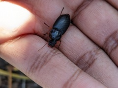 Pseudoophonus