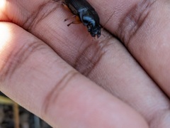 Pseudoophonus