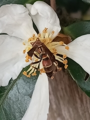 Polistes exclamans