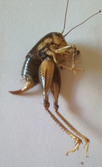 Apotetamenus clipeatus