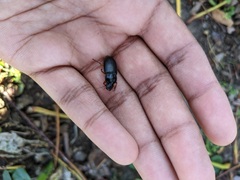 Pseudoophonus