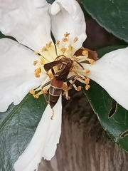 Polistes exclamans