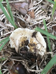 Fungi