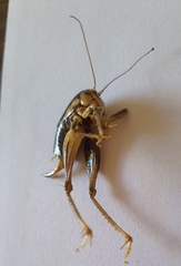 Apotetamenus clipeatus