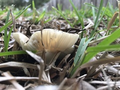 Fungi