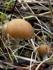 Psilocybe allenii
