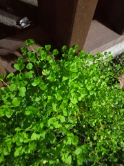 Stellaria media