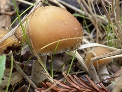 Psilocybe allenii