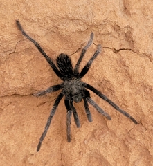 Aphonopelma prenticei