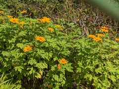 Tithonia