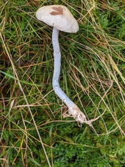 Stropharia pseudocyanea