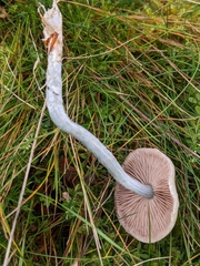 Stropharia pseudocyanea