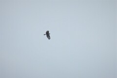 Buteo buteo buteo