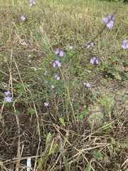 Verbena xutha