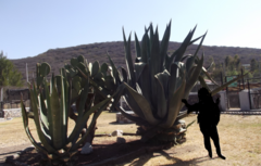 Agave salmiana