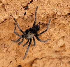 Aphonopelma prenticei