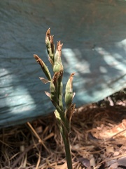 Chloraea membranacea