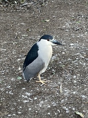 Nycticorax nycticorax