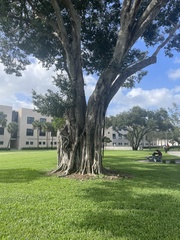 Ficus